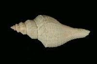 藏品(長香螺)的圖片